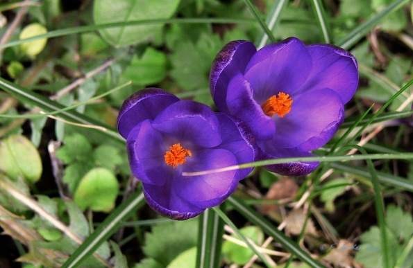 Purple is in the air